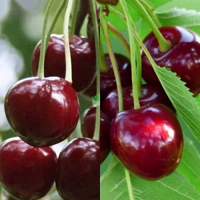 Комплект ВИШНЕВЫЙ ТАНДЕМ в Томске