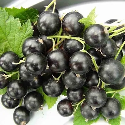 Смородина черная ТИТАНИЯ  Смородина черная ТИТАНИЯ в Томске