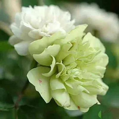 Саженцы роз ГРИН АЙС миниатюрная  Саженцы роз ГРИН АЙС миниатюрная в Томске