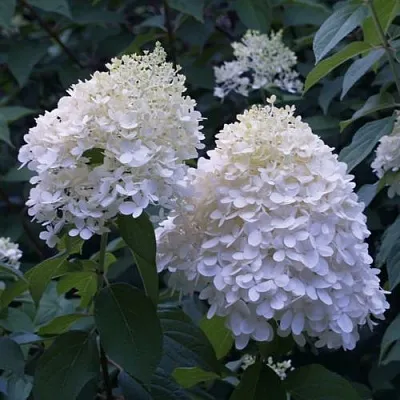 Гортензия ТАРДИВА метельчатая в Томске