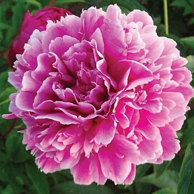 Пион ПУРПУРНАЯ ФЕЕРИЯ травянистый  Пион ПУРПУРНАЯ ФЕЕРИЯ травянистый в Томске