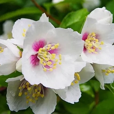 Жасмин БЕЛЬ ЭТУАЛЬ  Жасмин БЕЛЬ ЭТУАЛЬ в Томске