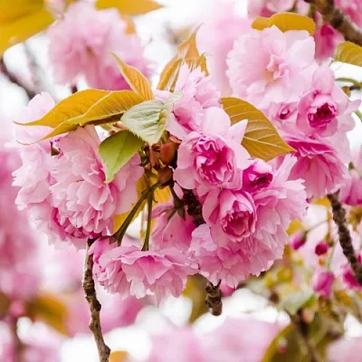 Сакура КАНЗАН в Томске