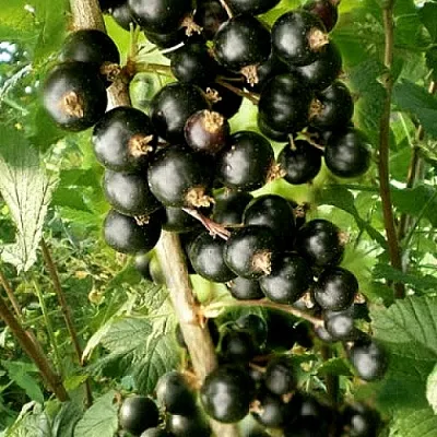 Смородина черная БЕН ТИРЕН  Смородина черная БЕН ТИРЕН в Томске