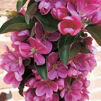 Яблоня ЗЕЛЁНЫЙ БУКЕТ декоративная  Яблоня ЗЕЛЁНЫЙ БУКЕТ декоративная в Томске