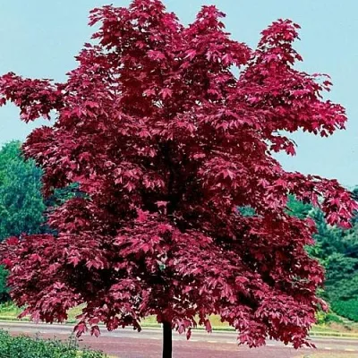 Клен КРИМСОН КИНГ остролистный  Клен КРИМСОН КИНГ остролистный в Томске