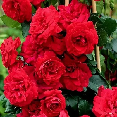 Саженцы роз АМАДЕУС плетистая  Саженцы роз АМАДЕУС плетистая в Томске