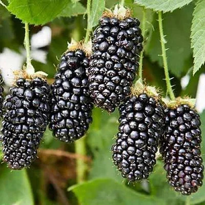 Ежевика КАРАКА БЛЭК  Ежевика КАРАКА БЛЭК в Томске