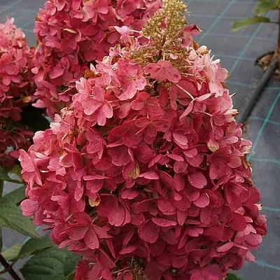 Гортензия КАНДЕЛАЙТ метельчатая в Томске