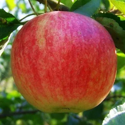 Яблоня ШТРИФЕЛЬ  Яблоня Штрифель (Штрейфлинг или Осеннее полосатое) в Томске