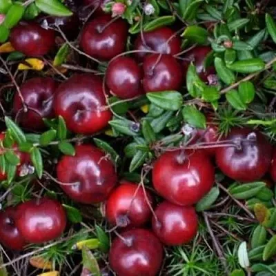 Клюква БЕН ЛИР  Клюква БЕН ЛИР в Томске