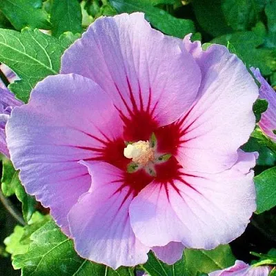 Гибискус ПИНК ФЛИРТ сирийский в Томске