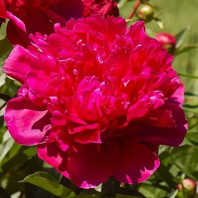 Пион БИГ БЕН травянистый в Томске