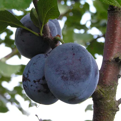 Слива ВЕНГЕРКА БЕЛОРУССКАЯ в Томске