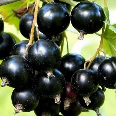 Смородина чёрная СОКРОВИЩЕ  Смородина чёрная СОКРОВИЩЕ в Томске