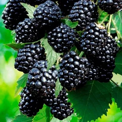 Ежевика ЛОХТЕЙ бесшипная  Ежевика ЛОХТЕЙ бесшипная в Томске