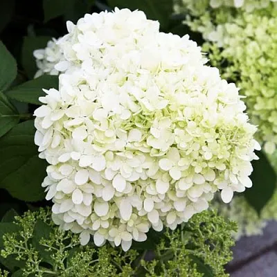 Гортензия УАЙТ ЛЕДИ метельчатая в Томске