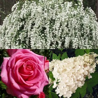 Комплект ВЕЧНАЯ КЛАССИКА в Томске