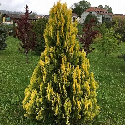 Туя ЕЛЛОУ РИББОН западная  Туя ЕЛЛОУ РИББОН западная в Томске