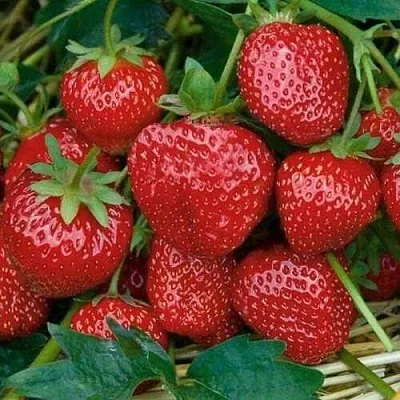 Клубника СЕЛЬВА ремонтантная  Клубника СЕЛЬВА ремонтантная в Томске