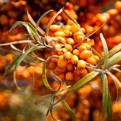 Облепиха ФИНСКАЯ  Облепиха ФИНСКАЯ в Томске