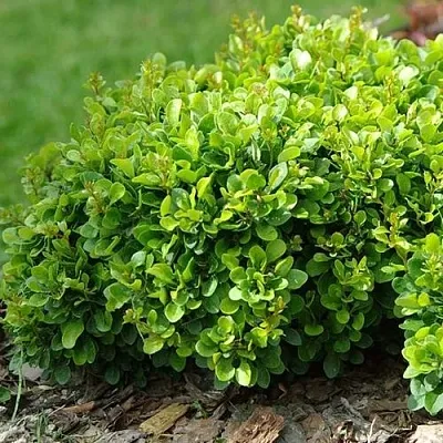 Барбарис КОБОЛЬД тунберга  Барбарис КОБОЛЬД тунберга в Томске