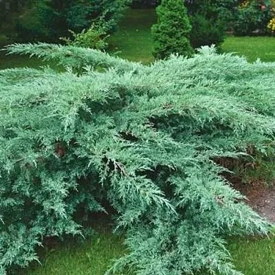 Можжевельник ГРЕЙ ОУЛ виргинский  Можжевельник ГРЕЙ ОУЛ виргинский в Томске