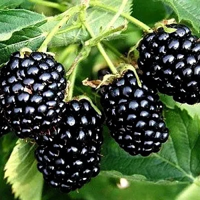 Ежевика ПРАЙМ АРК ТРЕВЕЛЕР ремонтантная  Ежевика ПРАЙМ АРК ТРЕВЕЛЕР ремонтантная в Томске