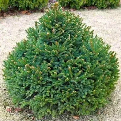 Ель БАРРИ обыкновенная  Ель БАРРИ обыкновенная в Томске