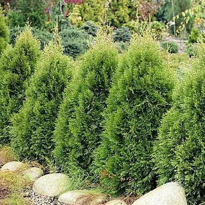 Туя СМАРАГД ВИТБОНТ западная в Томске