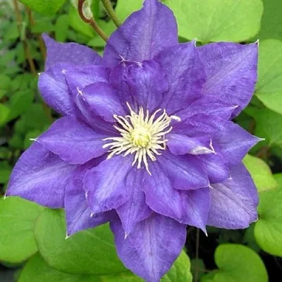 Клематис БЬЮТИ ОФ ВОЧЕСТЕР  Клематис БЬЮТИ ОФ ВОЧЕСТЕР в Томске