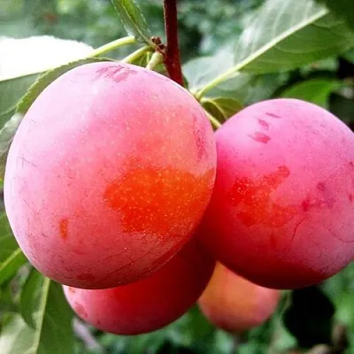 Слива КОМЕТА  Слива КОМЕТА в Томске