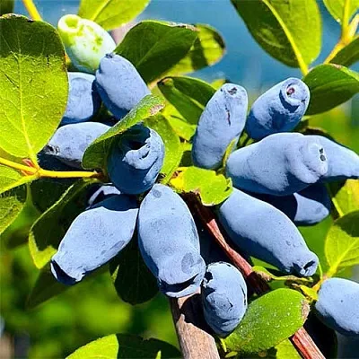 Жимолость съедобная АВРОРА  Жимолость съедобная АВРОРА в Томске