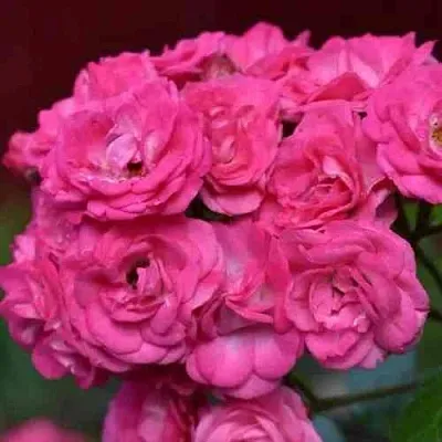 Саженцы роз ДИНКИ мускусная  Саженцы роз ДИНКИ мускусная в Томске