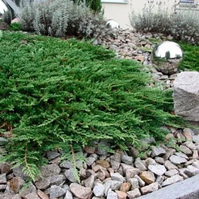 Можжевельник ПРИНЦ ОФ УЭЛЬС горизонтальный  Можжевельник ПРИНЦ ОФ УЭЛЬС горизонтальный в Томске