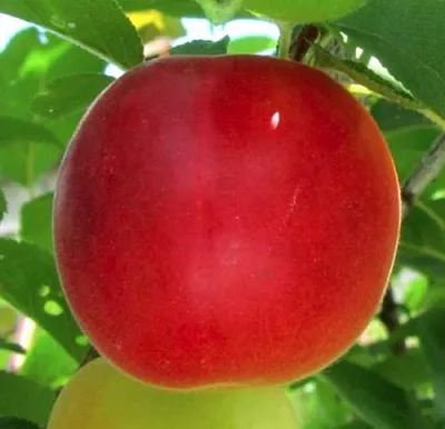 Плумкот БИРИКОККОЛО БОЛОГНЕС  Плумкот БИРИКОККОЛО БОЛОГНЕС в Томске