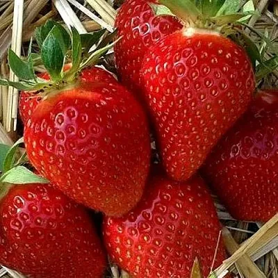 Клубника СИБИЛЛА  Клубника СИБИЛЛА в Томске