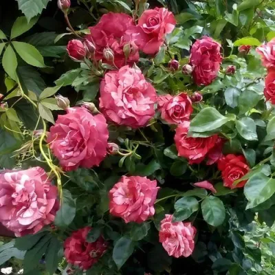 Саженцы роз БРАУНИ плетистая — описание сорта Саженцы роз БРАУНИ плетистая в Томске