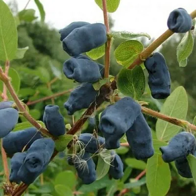 Жимолость съедобная ПУШКИНСКАЯ  Жимолость съедобная ПУШКИНСКАЯ в Томске