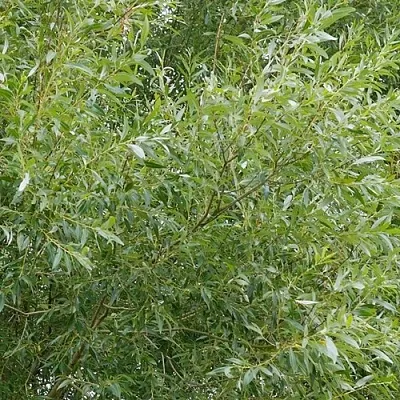 Ива ВИТЕЛЛИНА белая   Ива ВИТЕЛЛИНА белая  в Томске