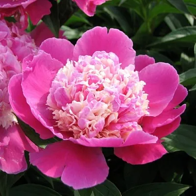 Пион КОРА СТАББС травянистый  Пион КОРА СТАББС травянистый в Томске