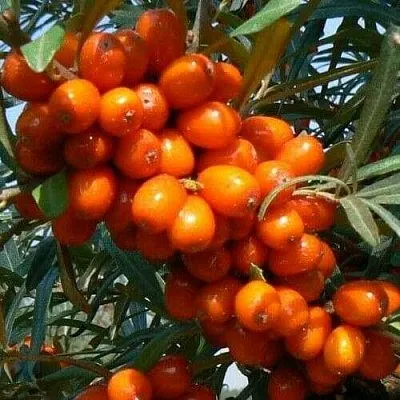 Облепиха ПЛАМЕННАЯ  Облепиха ПЛАМЕННАЯ в Томске