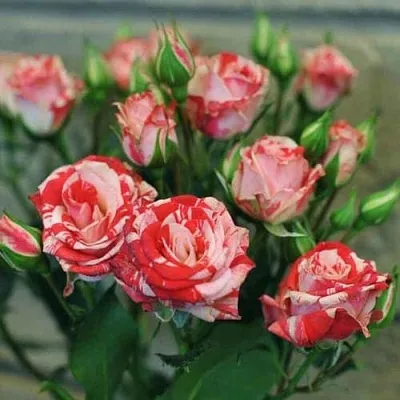 Миниатюрная  Миниатюрная в Томске