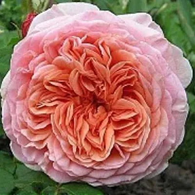 Саженцы роз АБРАХАМ ДЕРБИ английская  Саженцы роз АБРАХАМ ДЕРБИ английская в Томске