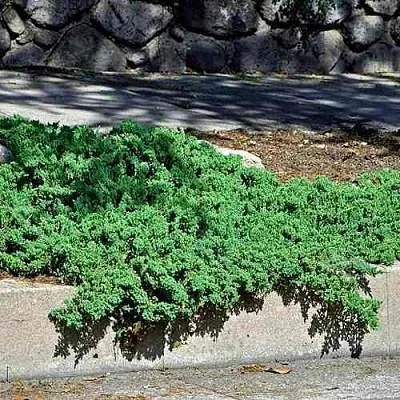 Можжевельник НАНА лежачий  Можжевельник НАНА лежачий в Томске