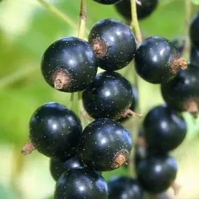 Смородина черная СТРЕЛЕЦ  Смородина черная СТРЕЛЕЦ в Томске