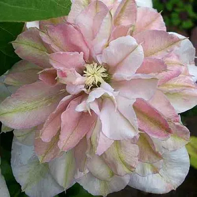 Клематис ИННОСЕНТ БЛАШ  Клематис ИННОСЕНТ БЛАШ в Томске