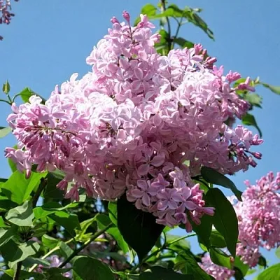 Сирень БУФФОН  Сирень БУФФОН в Томске