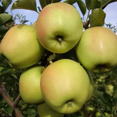 Яблоня СКИФСКОЕ ЗОЛОТО  Яблоня СКИФСКОЕ ЗОЛОТО в Томске