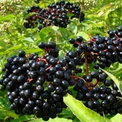 Бузина черная БАГАЦЦЕ  Бузина черная БАГАЦЦЕ в Томске